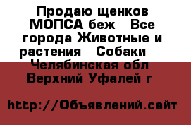 Продаю щенков МОПСА беж - Все города Животные и растения » Собаки   . Челябинская обл.,Верхний Уфалей г.